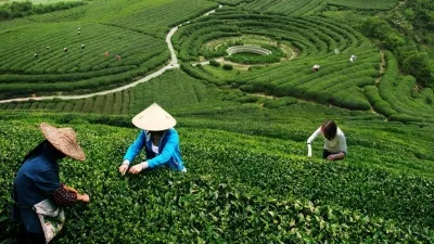 Spring Light & Tranquility: A 1-Day Hangzhou Day Trip into Living Landscape(March–May)